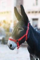 Close up of a donkey with side view photo