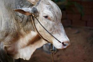Gray beautiful sacred bull Zebu in India photo