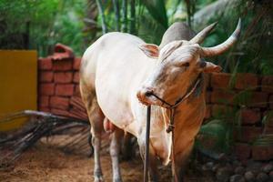 gris hermoso toro sagrado cebú en india foto