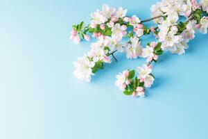 Blooming spring sakura on a blue background with space for a greeting message. The concept of spring and mother's day. Beautiful delicate pink cherry flowers in springtime photo