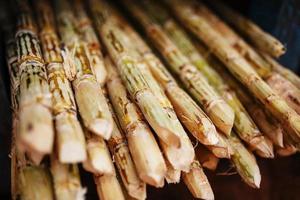 Sugar cane is a large pile before squeezing a sugar drink. Stack of branches close up photo