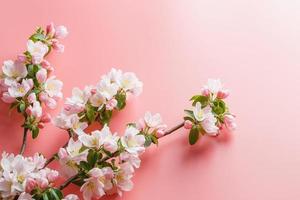 Sakura blooming, spring flowers on a pink background with space for a greeting message. The concept of spring and mother's day. Beautiful delicate pink cherry flowers in springtime photo