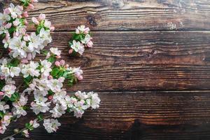 sakura floreciendo sobre un fondo oscuro de madera rústica. fondo de primavera con ramas de albaricoque florecientes y ramas de cerezo foto