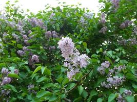 Lilac bush. The beauty of nature photo