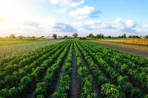 un campo de cultivo sembrado de cultivos de pimienta. cultivo de pimientos, puerros y berenjenas. cultivo de hortalizas orgánicas en campo abierto. la producción de alimentos. agroindustria agroindustria. agricultura, tierras de cultivo. foto