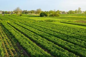 campos de cultivo de plantaciones de patatas. agroindustria y agroindustria. hermoso paisaje de campo europeo. Agricultura ecológica. cosechando la primera siembra de papa. agricultura y agroindustria foto