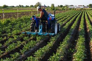 un agricultor en un tractor cultiva una plantación de patatas. agroindustria y agroindustria. maquinaria agrícola. cuidado de cultivos, mejora de la calidad del suelo. arar y aflojar la tierra. trabajo de campo cultivo. foto