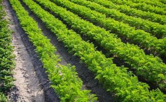 Fields rows of carrots. Growing vegetables in a farm field. Agroindustry, organic agriculture. Agronomy. Farming olericulture. Cultivation and care, harvesting. Farmland photo