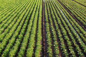 Landscape of a farm field of plantation of potato and eggplant bushes. Surface heavy irrigation system. Agroindustry, agribusiness farming. Aerial view. Beautiful countryside farmland. Growing food photo