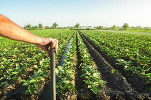 Farmer holds his hand on a shovel on background of eggplant plantation field. Examination of the result of hard physical labor. Farming and farmland. Growing food for sale on family farms. photo