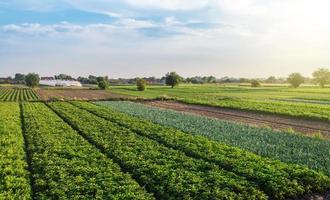 Landscape of green potato bushes plantation. Agroindustry and agribusiness. Wonderful european summer countryside landscapes. Growing food on farm. Aerial view Beautiful countryside farmland. photo