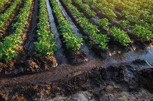 control de flujo de agua de la plantación. el agua fluye a través de los canales. agricultura europea. agricultura. agronomía. agroindustria y agroindustria. cultivo de hortalizas y alimentos. riego superficial de cultivos. foto