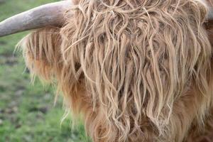 primer plano y detalle de la cabeza peluda de un ganado de las tierras altas. el cabello castaño es largo y cubre los ojos. foto