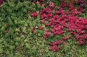 Background and texture of a wall covered with ivy and virginia creeper. The ivy is green. The leaves of the Virginia creeper shine red and form a contrast. photo