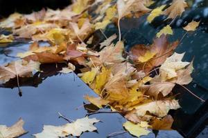 In autumn, after the rain, there are many colorful autumn leaves that have fallen from trees on a windshield. photo