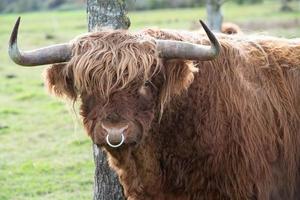 Close-up of a brown Galloway bull with a long coat and long horns, standing in front of a tree in a pasture. In the nose is a silver nose ring. photo
