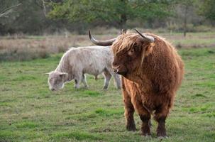 un toro galloway marrón con un abrigo largo, cuernos y un anillo en la nariz se encuentra en un pasto verde frente a un ganado blanco. foto