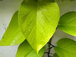 Close-up of leaves and water droplets. photo