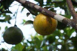 naranjas locales frescas con hojas con enfoque selectivo. en indonesia esta fruta se llama jeruk foto