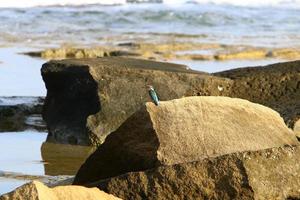 The stones lie on the shores of the Mediterranean Sea. photo