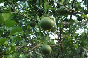 Fresh local oranges with leaves with selective focus. In Indonesia this fruit is called jeruk photo