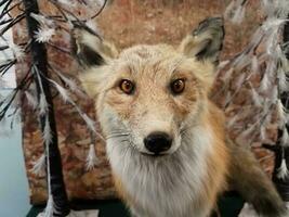 animal de taxidermia de zorro rojo, marrón y blanco de peluche foto