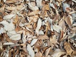 brown dry fallen leaves on ground in autumn photo