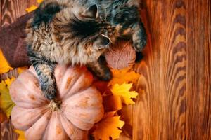 Fluffy domestic cat put its paw on a ripe pumpkin. photo