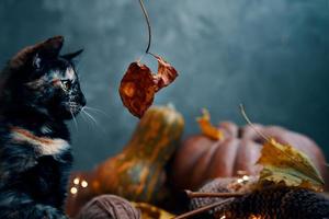Little cat looks with interest at an autumn leaf on a twig. photo