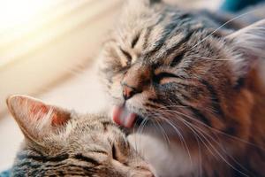 Fluffy cat washes tabby cat with its tongue. photo