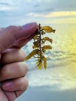 Close up Sargassum is a brown algaein the tropics It is important to the marine ecosystem. The trunk has many branches and leaves like a tree. It is a habitat for a wide variety of marine animals. photo