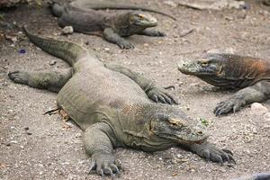 Komodo dragon is on the ground. Interesting perspective. The low point shooting. Indonesia. Komodo National Park. photo