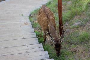 ciervo en el bosque. un alce joven con un cuerno en crecimiento está buscando comida y deambulando por la jungla. foto