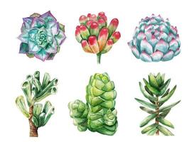 set of different succulents, watercolor painting, isolated on white background photo