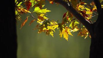 Bautiful Natural Autumn Season Romantic Brown Dry Leaves photo