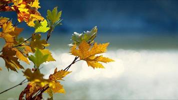 hermosa temporada de otoño natural hojas secas marrones románticas foto