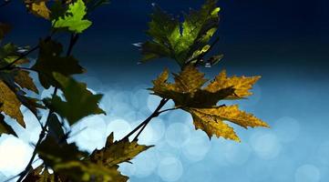 Bautiful Natural Autumn Season Romantic Brown Dry Leaves