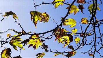 hermosa temporada de otoño natural hojas secas marrones románticas foto
