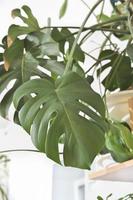 beautiful leaves of large monstera plant, swiss cheese plant in a pot in house. green home decor. urban jungle. split-leaf philodendron, Monstera deliciosa photo