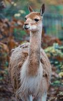 retrato de vicuña foto