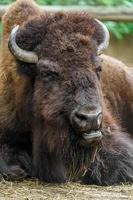 Bison in zoo photo