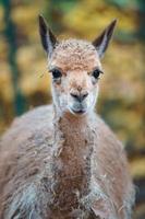 retrato de vicuña foto