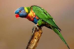 Rainbow Lorikeet in branch photo