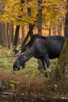 Moose in autumn photo