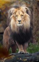 Portrait of Lion photo