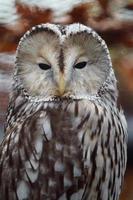 Ural owl portrait photo