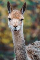 retrato de vicuña foto