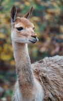 retrato de vicuña foto