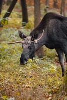 Moose in autumn