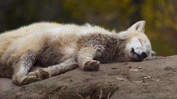 Arctic wolf sleeping photo